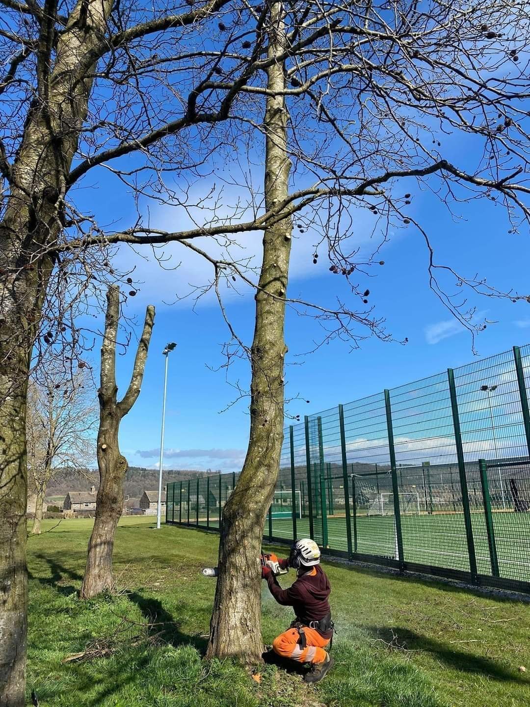 Tree surgeons Lincoln