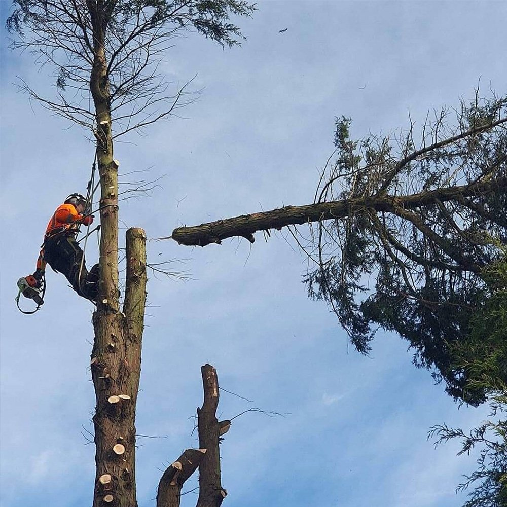 Tree surgeons Gainsborough